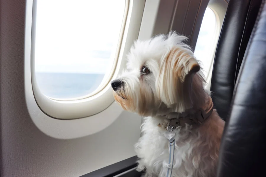 Traveling With A Small Dog: Stress-Free Pet Travel Guide