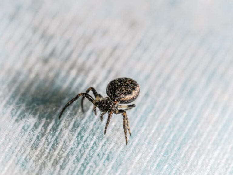 How To Create A Pest Control Plan For Your Home