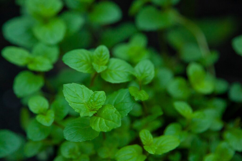 Does Peppermint Oil Repel Spiders? The Answer Explained