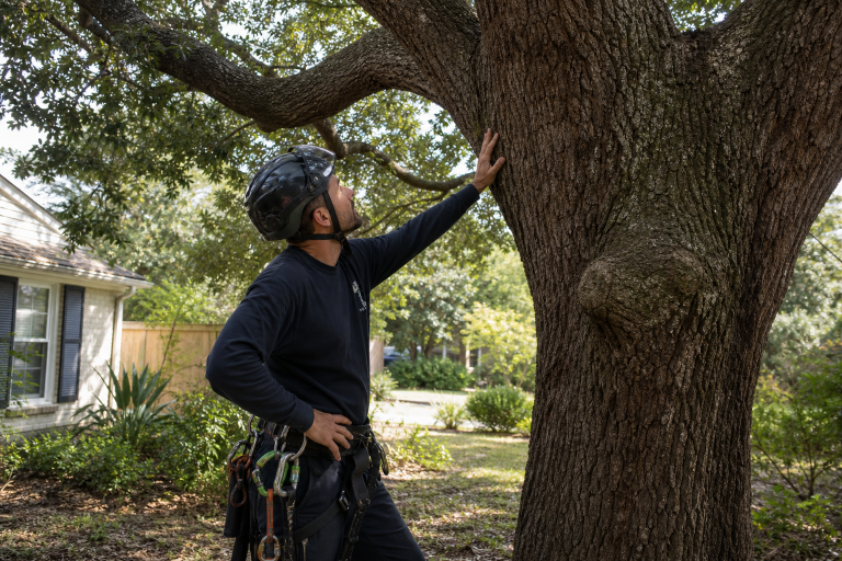 7 Best Tree Services In Columbia, SC For Safe Removal, Pruning, And Storm Cleanup