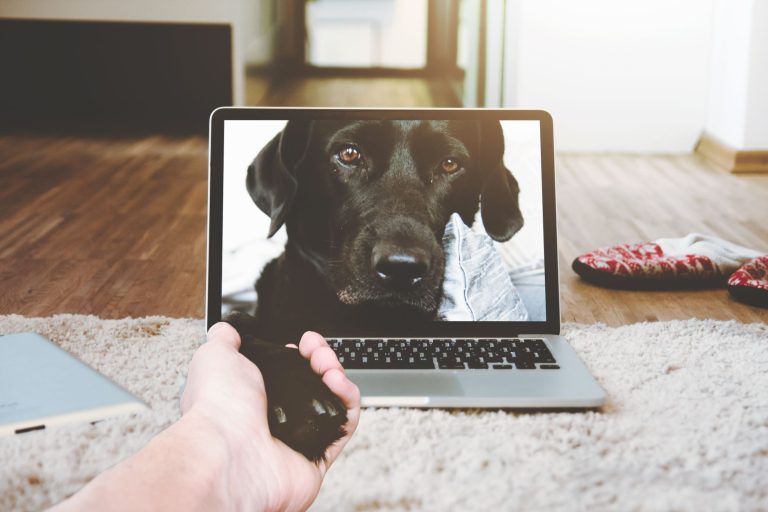 8 Best Online Automation Testing Courses in 2026
