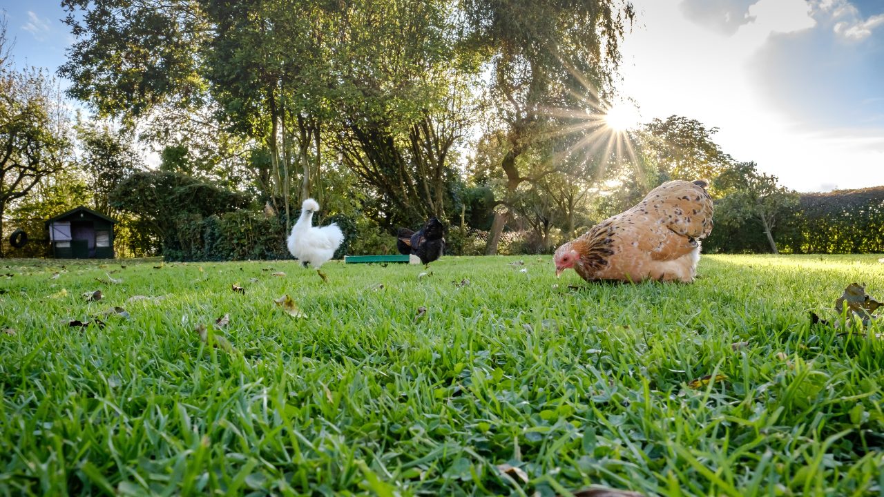 What It Costs to Keep Backyard Chickens, and What Drives the Price
